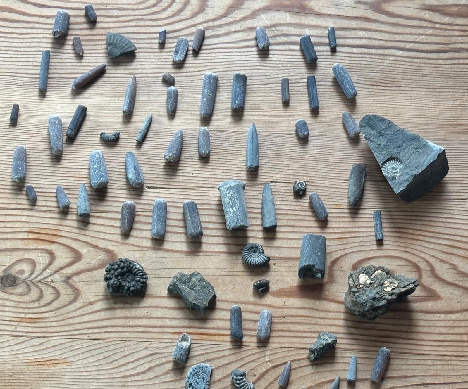 Belemnites and ammonites found at Charmouth laid out on a wooden table